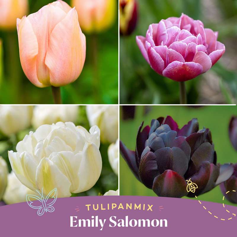Tulipanblanding 'Emily Salomon'